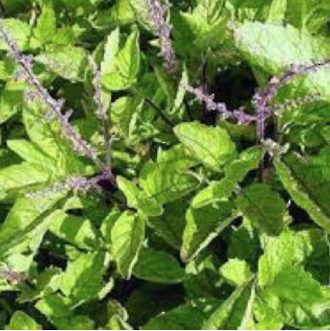 Holy basil essential oil, certified organic